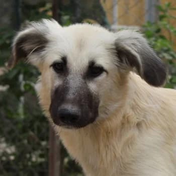 Loredana, female young Mixed Breed for adoption at Hundegarten Serres, Euskirchen