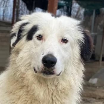 Namika, female young Mixed Breed for adoption at Hundegarten Serres, Euskirchen