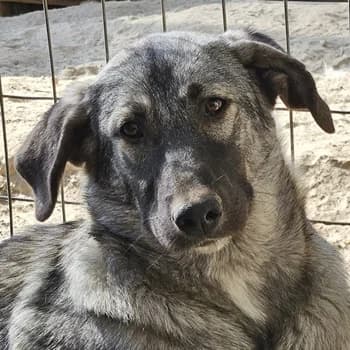 Nina Chuba, female young Mixed Breed for adoption at Hundegarten Serres, Euskirchen