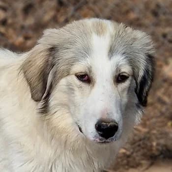 Shirin, female young Mixed Breed for adoption at Hundegarten Serres, Euskirchen