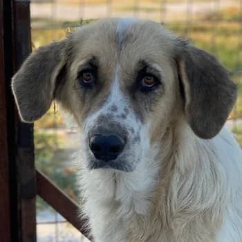 Meraki, female 7yo Mixed Breed for adoption at Hundegarten Serres, Euskirchen
