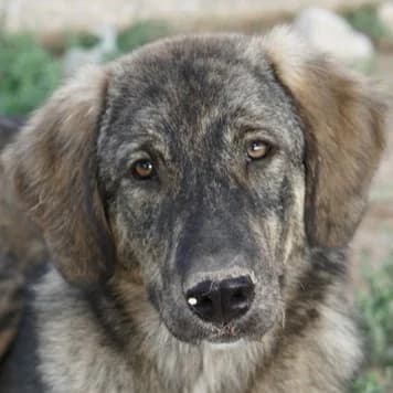 Amelie, female young Mixed Breed for adoption at Hundegarten Serres, Euskirchen