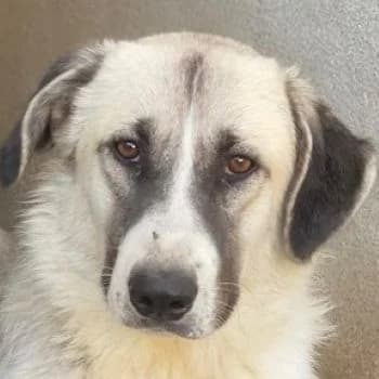 Sido, male young Mixed Breed for adoption at Hundegarten Serres, Euskirchen