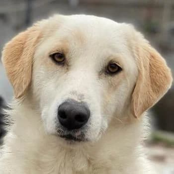 Nami, female 6yo Mixed Breed for adoption at Hundegarten Serres, Euskirchen