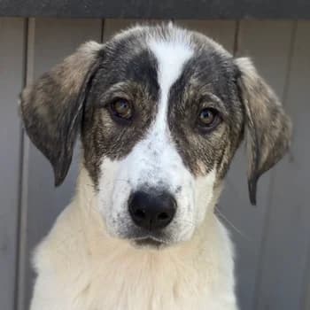 Adele, female young Mixed Breed for adoption at Hundegarten Serres, Euskirchen