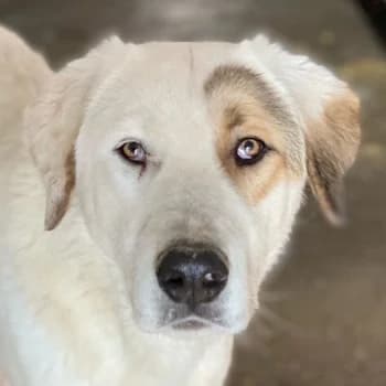 Alfons, male young Mixed Breed for adoption at Hundegarten Serres, Euskirchen