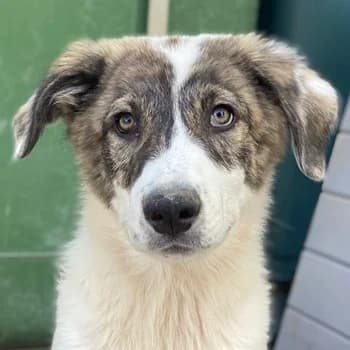 Amin, male young Mixed Breed for adoption at Hundegarten Serres, Euskirchen