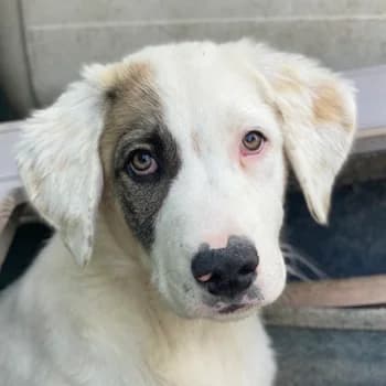 Arco, male young Mixed Breed for adoption at Hundegarten Serres, Euskirchen
