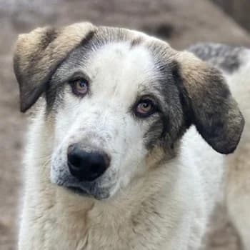Aron, male young Mixed Breed for adoption at Hundegarten Serres, Euskirchen