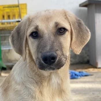Arthur, male young Mixed Breed for adoption at Hundegarten Serres, Euskirchen
