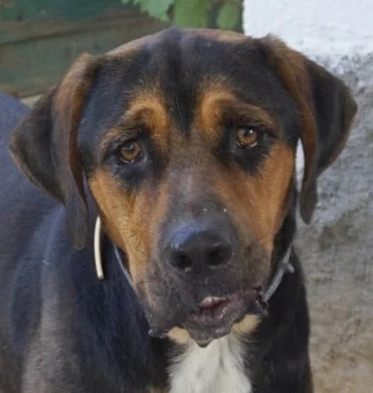 Boris, male 7yo Mixed Breed for adoption at Hundegarten Serres, Euskirchen