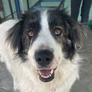Rudolf, male 3yo Mixed Breed for adoption at Hundegarten Serres, Euskirchen