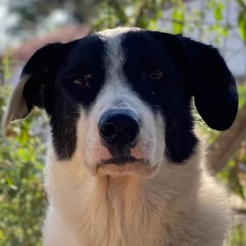 Neville, female 7yo Mixed Breed for adoption at Hundegarten Serres, Euskirchen