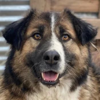 Poppi, female 5yo Mixed Breed for adoption at Hundegarten Serres, Euskirchen