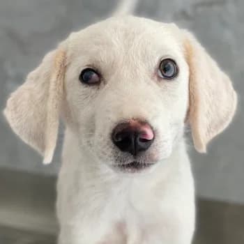 Paco, male young Mixed Breed for adoption at Hundegarten Serres, Euskirchen