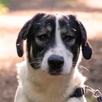 Claude Monet, male 5yo Mixed Breed for adoption at Hundegarten Serres, Euskirchen