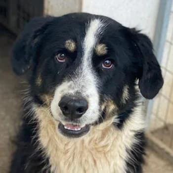 Cars, male young Mixed Breed for adoption at Hundegarten Serres, Euskirchen
