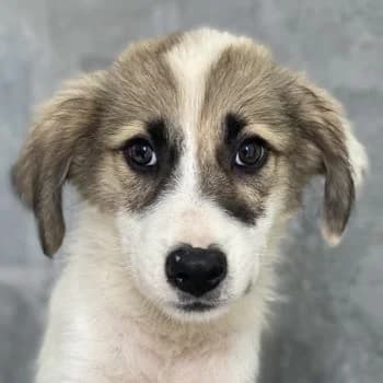 Malea, female young Mixed Breed for adoption at Hundegarten Serres, Euskirchen
