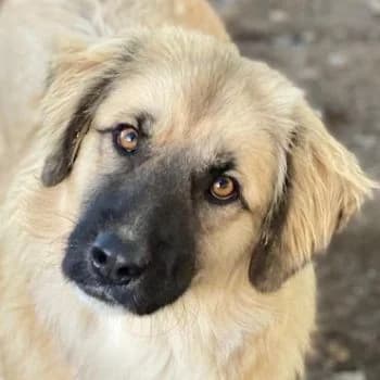 Malou, female young Mixed Breed for adoption at Hundegarten Serres, Euskirchen
