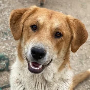 Imilo, male young Mixed Breed for adoption at Hundegarten Serres, Euskirchen