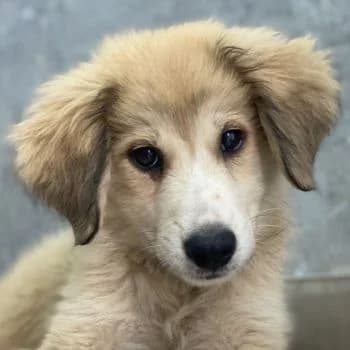 Maik, male young Mixed Breed for adoption at Hundegarten Serres, Euskirchen