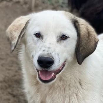 Maximus, male young Mixed Breed for adoption at Hundegarten Serres, Euskirchen