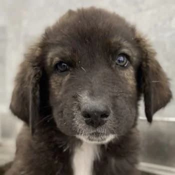 Luwin, male young Mixed Breed for adoption at Hundegarten Serres, Euskirchen