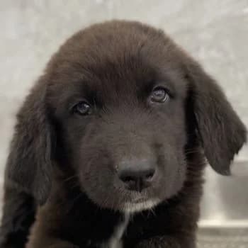 Tyrion, male young Mixed Breed for adoption at Hundegarten Serres, Euskirchen