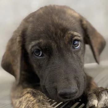Tywin, male young Mixed Breed for adoption at Hundegarten Serres, Euskirchen