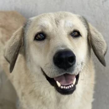 Lanea, female young Mixed Breed for adoption at Hundegarten Serres, Euskirchen