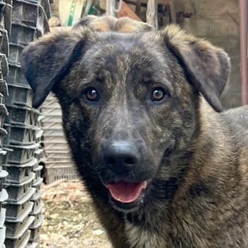 Kelly, female young Mixed Breed for adoption at Hundegarten Serres, Euskirchen