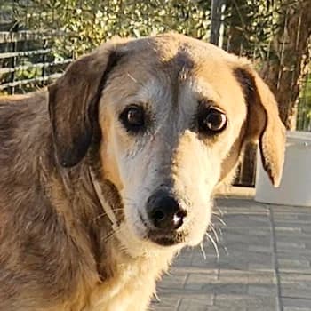 Cleo, female 6yo Mixed Breed for adoption at Hundegarten Serres, Euskirchen