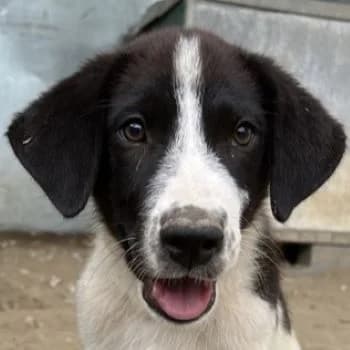 Sandor, male young Mixed Breed for adoption at Hundegarten Serres, Euskirchen
