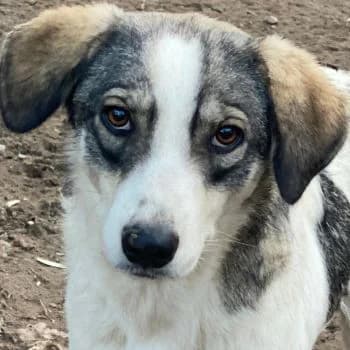 Kora, female young Mixed Breed for adoption at Hundegarten Serres, Euskirchen