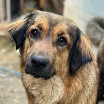 Melica, female young Mixed Breed for adoption at Hundegarten Serres, Euskirchen