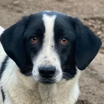 Daryl, male young Mixed Breed for adoption at Hundegarten Serres, Euskirchen