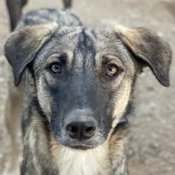 Erwin, male young Mixed Breed for adoption at Hundegarten Serres, Euskirchen