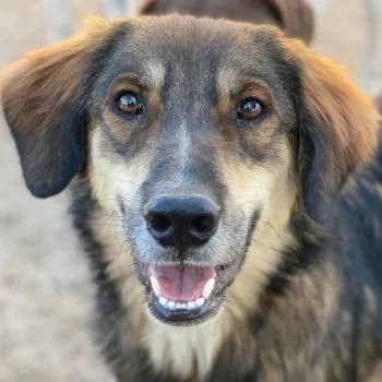 Rudolph, male young Mixed Breed for adoption at Hundegarten Serres, Euskirchen