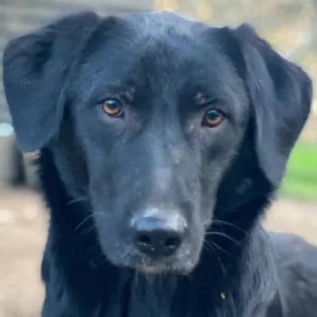 Taco Junior, male young Mixed Breed for adoption at Hundegarten Serres, Euskirchen