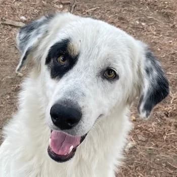 Popcorn, male young Mixed Breed for adoption at Hundegarten Serres, Euskirchen