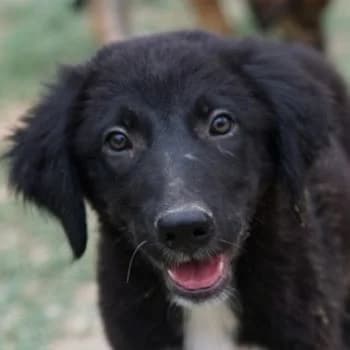 Monty, male young Mixed Breed for adoption at Hundegarten Serres, Euskirchen