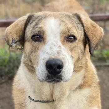 Philina, female 6yo Mixed Breed for adoption at Hundegarten Serres, Euskirchen