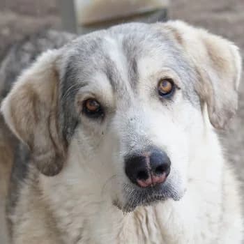 Lykos, male young Mixed Breed for adoption at Hundegarten Serres, Euskirchen