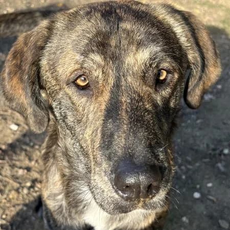 Petri, male young Mixed Breed for adoption at Hundegarten Serres, Euskirchen