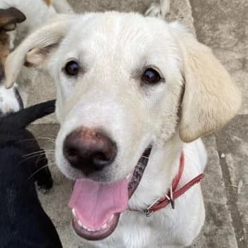 Littlefoot, male young Mixed Breed for adoption at Hundegarten Serres, Euskirchen