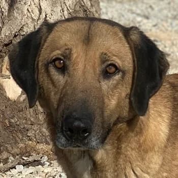 Sheryl, female senior Mixed Breed for adoption at Hundegarten Serres, Euskirchen