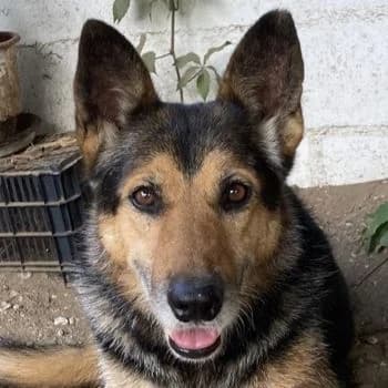 Flash, male senior Mixed Breed for adoption at Hundegarten Serres, Euskirchen