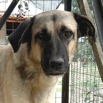 Lenda, female 3yo Mixed Breed for adoption at Hundegarten Serres, Euskirchen