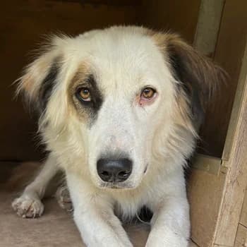 Vopo, male 4yo Mixed Breed for adoption at Hundegarten Serres, Euskirchen