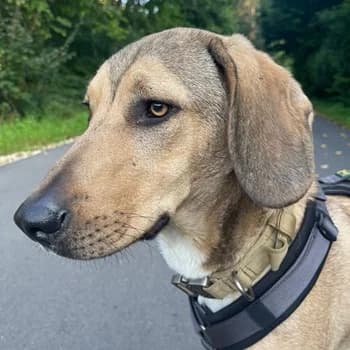Obi, male young Mixed Breed for adoption at Hundegarten Serres, Euskirchen
